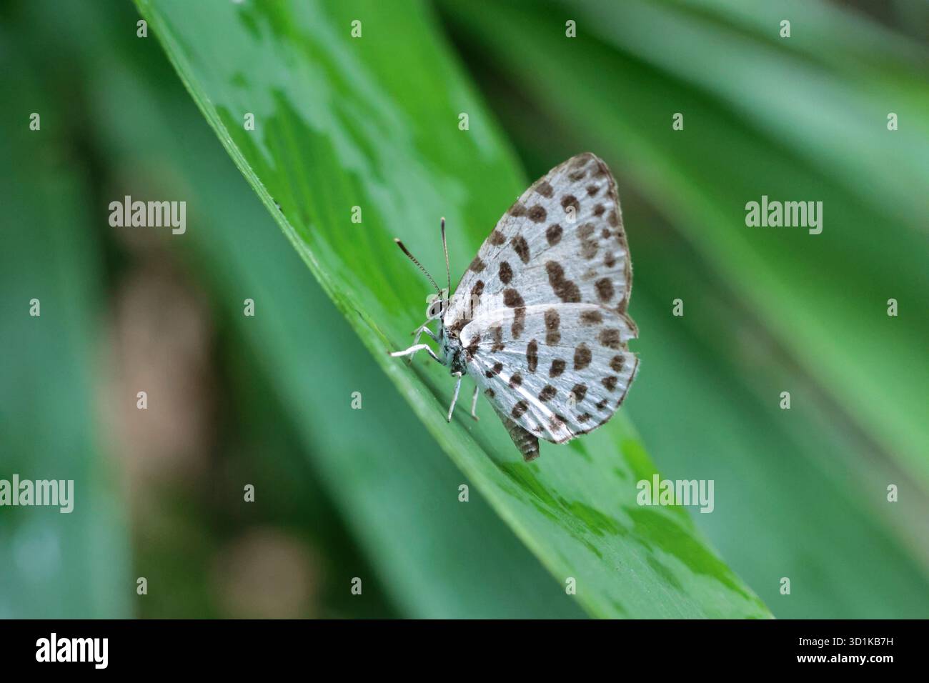 Una farfalla bianca con macchie nere poggia su una foglia di bambù verde brillante durante la vibrante stagione delle piogge. Una piccola farfalla carina. Foto Stock