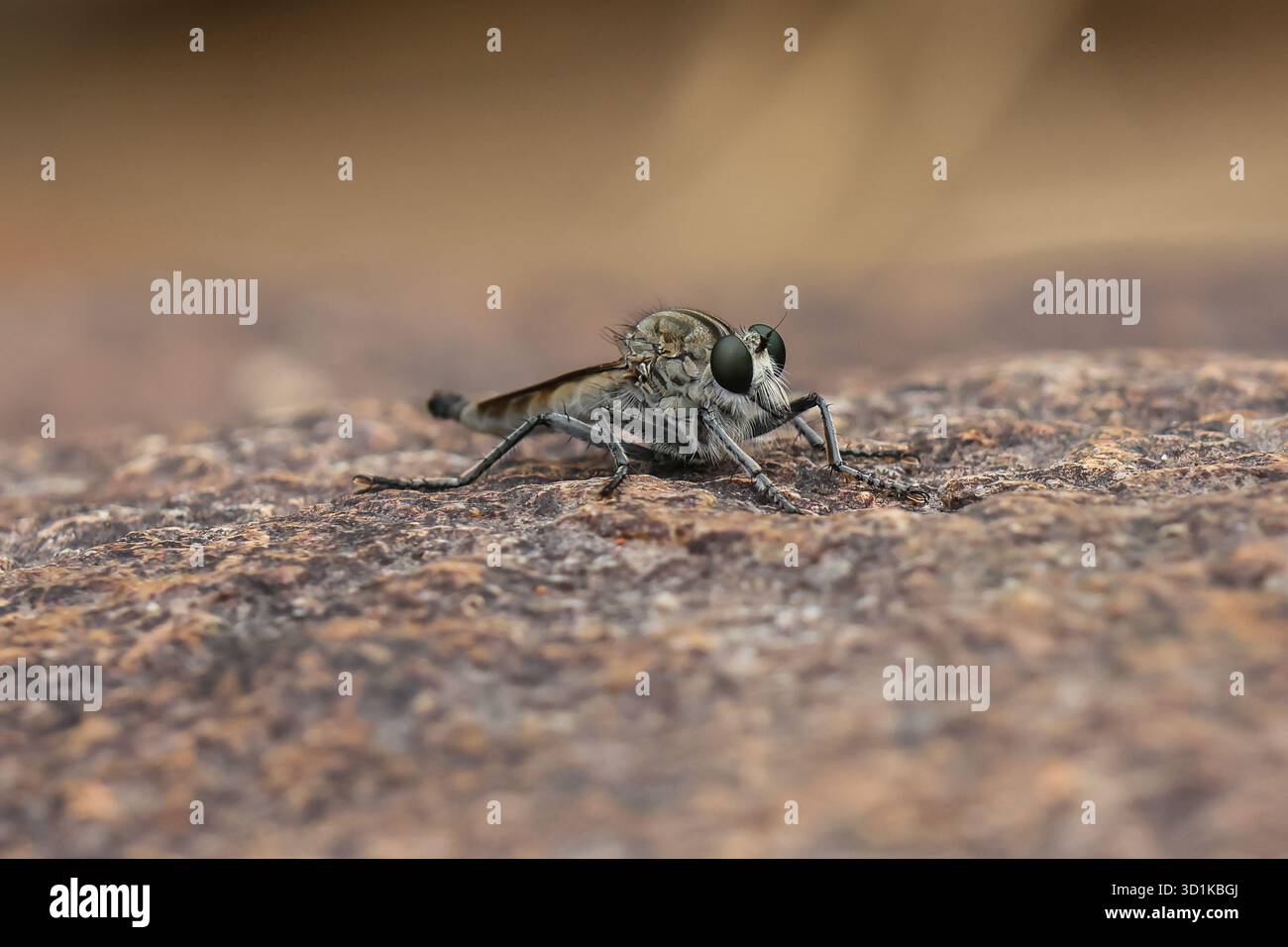Focalizzazione selettiva Robber vola (Asilidae) su rocce lungo un fiume nel nord della Thailandia. Foto Stock