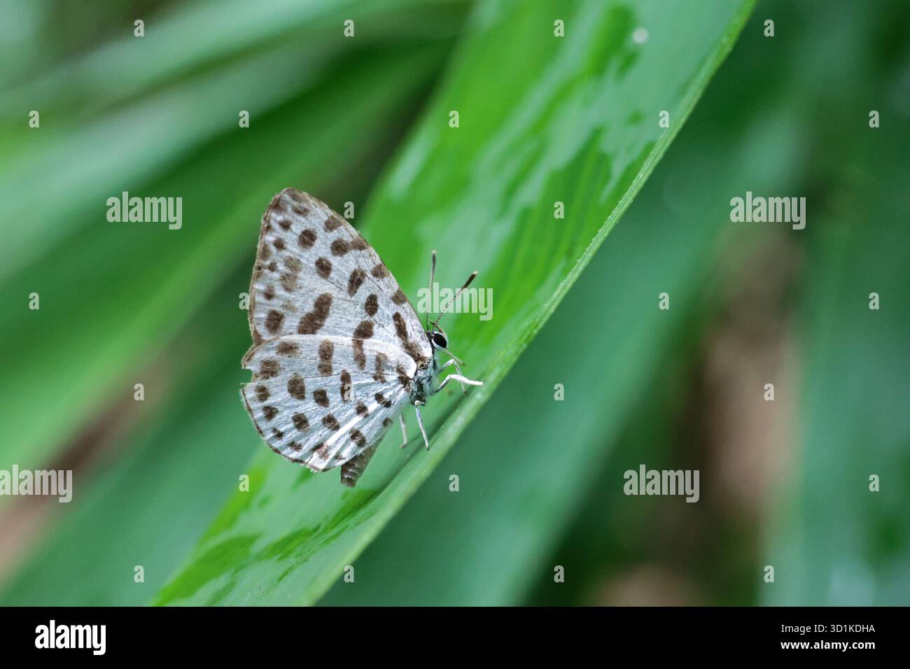 Una farfalla bianca con macchie nere poggia su una foglia di bambù verde brillante durante la vibrante stagione delle piogge. Una piccola farfalla carina. Foto Stock