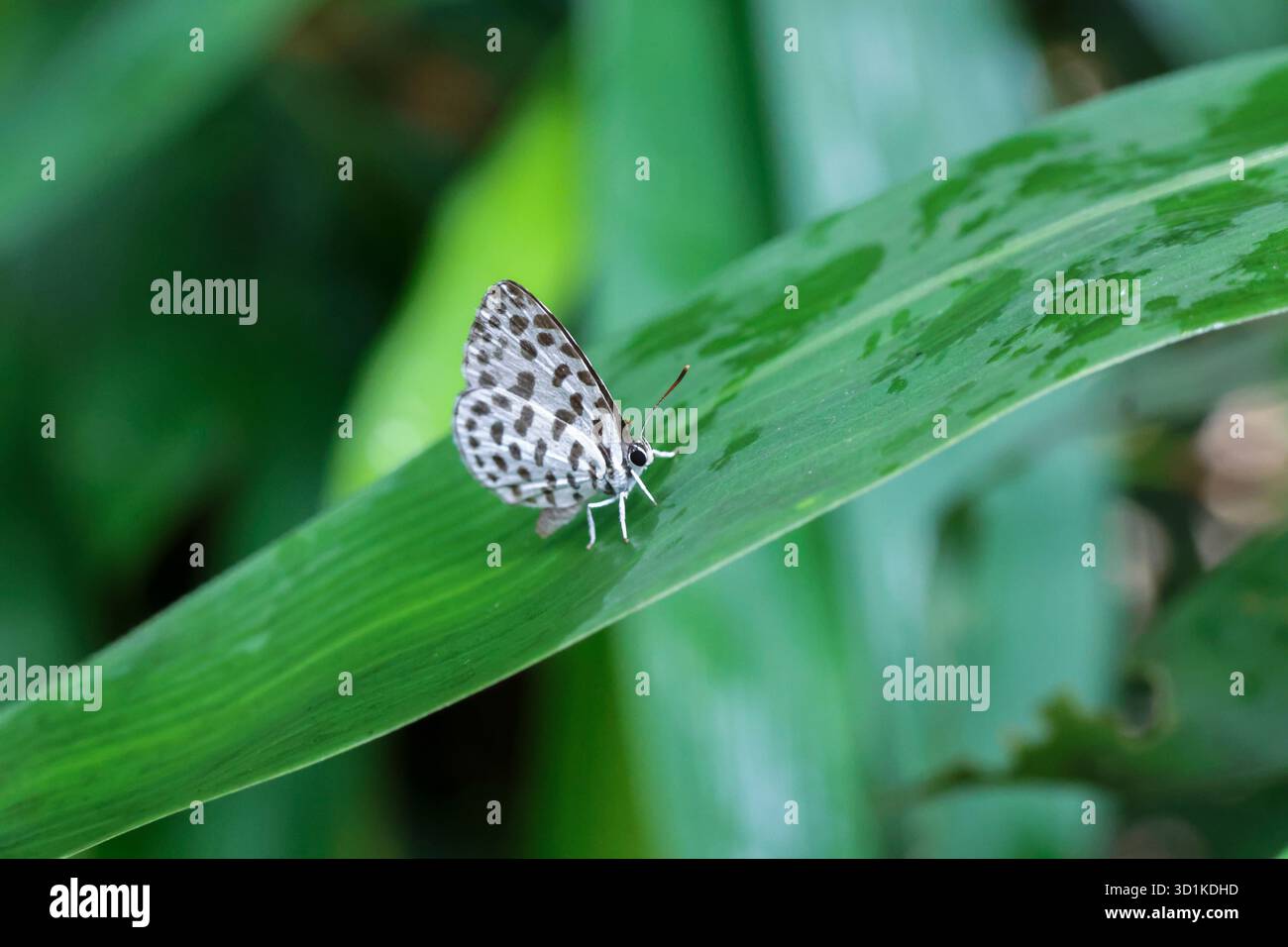 Una farfalla bianca con macchie nere poggia su una foglia di bambù verde brillante durante la vibrante stagione delle piogge. Una piccola farfalla carina. Foto Stock