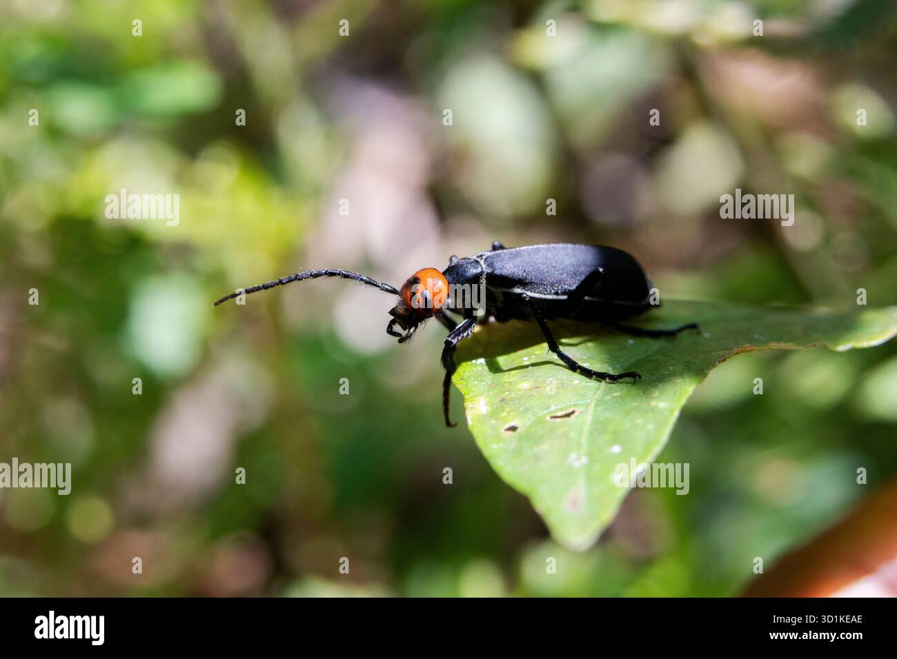 Attenzione selettiva all'epicauta, testa rossa, corpo nero su sfondo di insetti in foglia verde e natura verde perfetta. Foto Stock