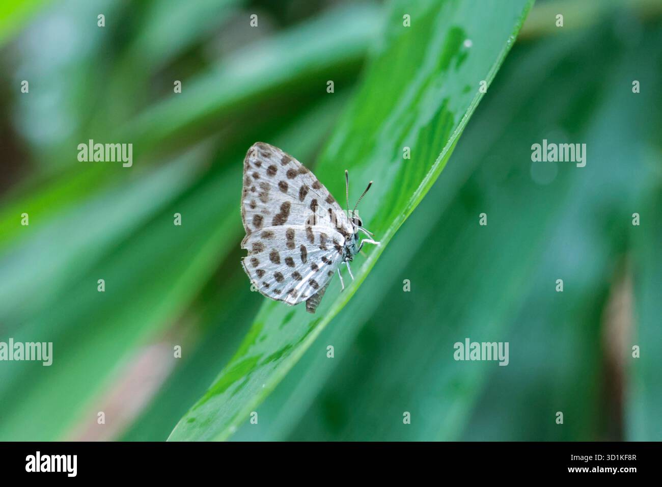 Una farfalla bianca con macchie nere poggia su una foglia di bambù verde brillante durante la vibrante stagione delle piogge. Una piccola farfalla carina. Foto Stock