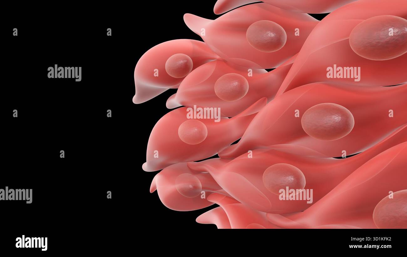 Illustrazione 3d delle cellule muscolari lisce, disposizione comune negli strati di tessuto all'interno delle pareti degli organi Foto Stock