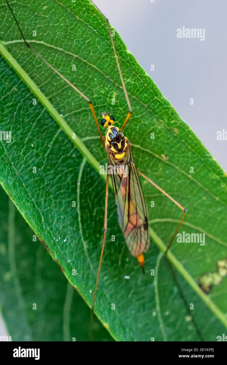Primo piano Nephrotoma crocata, un insetto giallo a gambe lunghe con splendidi motivi su una foglia verde in primo piano Foto Stock