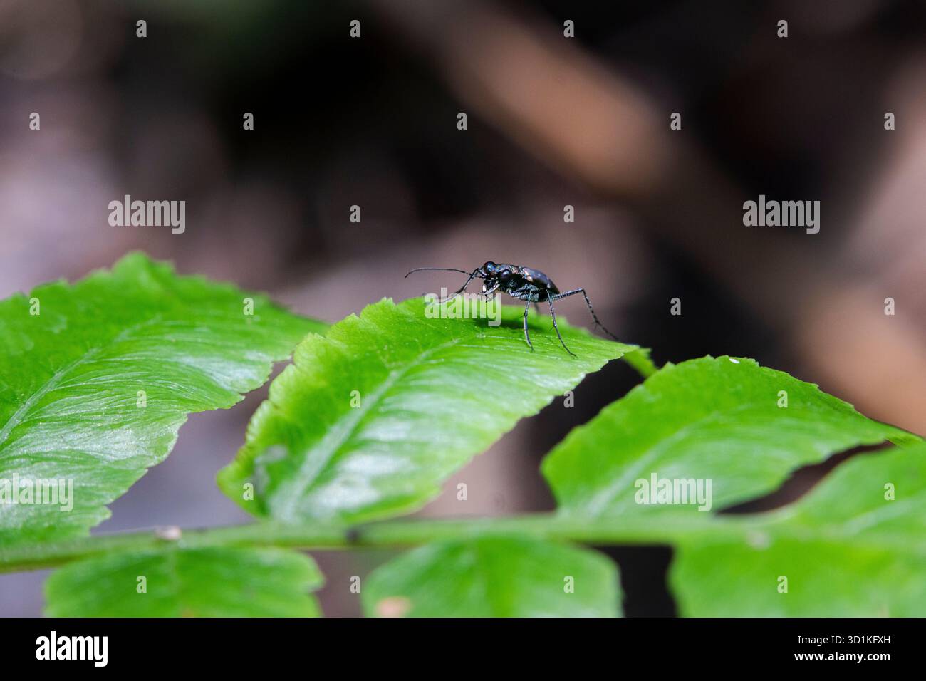 Scarabeo tigre a fuoco selettivo su sfondo di insetti a foglia verde e natura verde perfetta Foto Stock