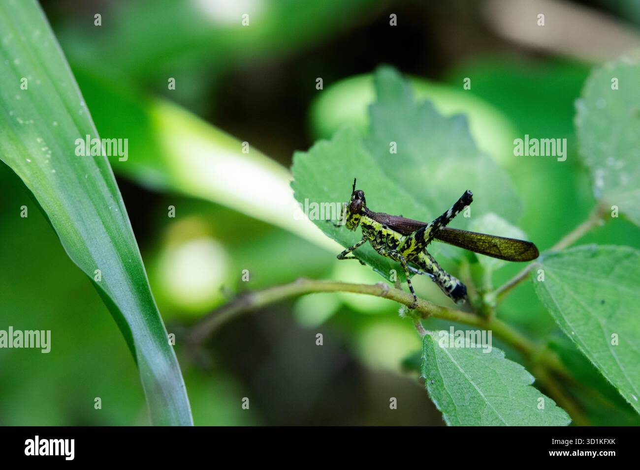Focalizzazione selettiva su una cavalletta verde con macchie nere su uno sfondo di insetti di foglie verdi e natura verde perfetta. Foto Stock