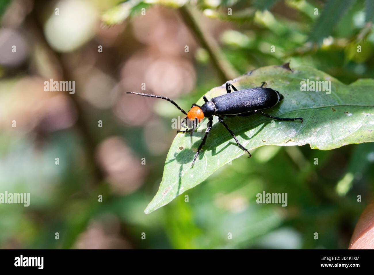 Attenzione selettiva all'epicauta, testa rossa, corpo nero su sfondo di insetti in foglia verde e natura verde perfetta. Foto Stock
