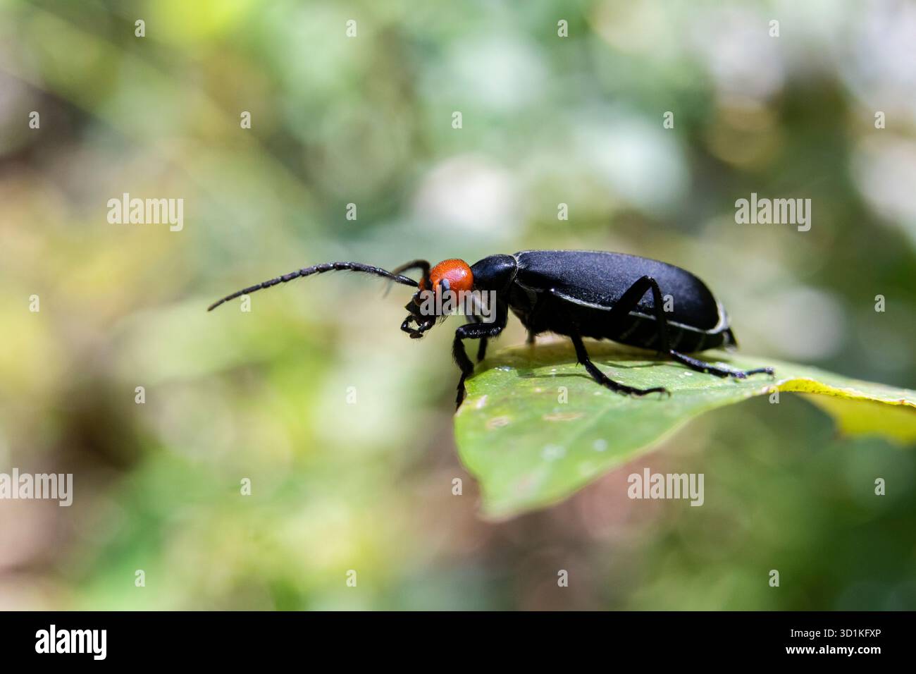 Attenzione selettiva all'epicauta, testa rossa, corpo nero su sfondo di insetti in foglia verde e natura verde perfetta. Foto Stock