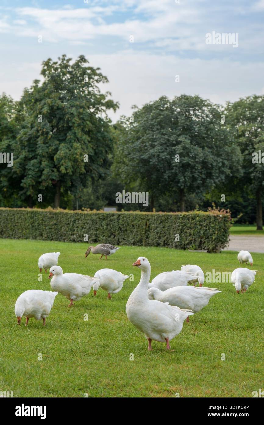 Oche domestiche su un prato verde vicino alla strada. Verticale Foto Stock