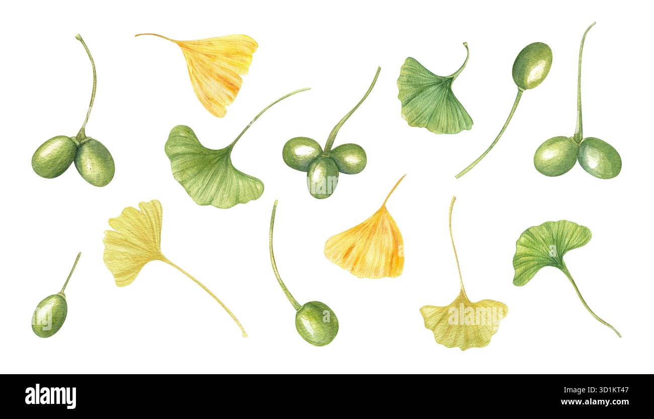 Illustrazione verde e dorata di Ginkgo biloba foglie e baccelli con acquerello su sfondo isolato. Pianta di ginkgo dipinta a mano con frutti di bosco e fogliame Foto Stock