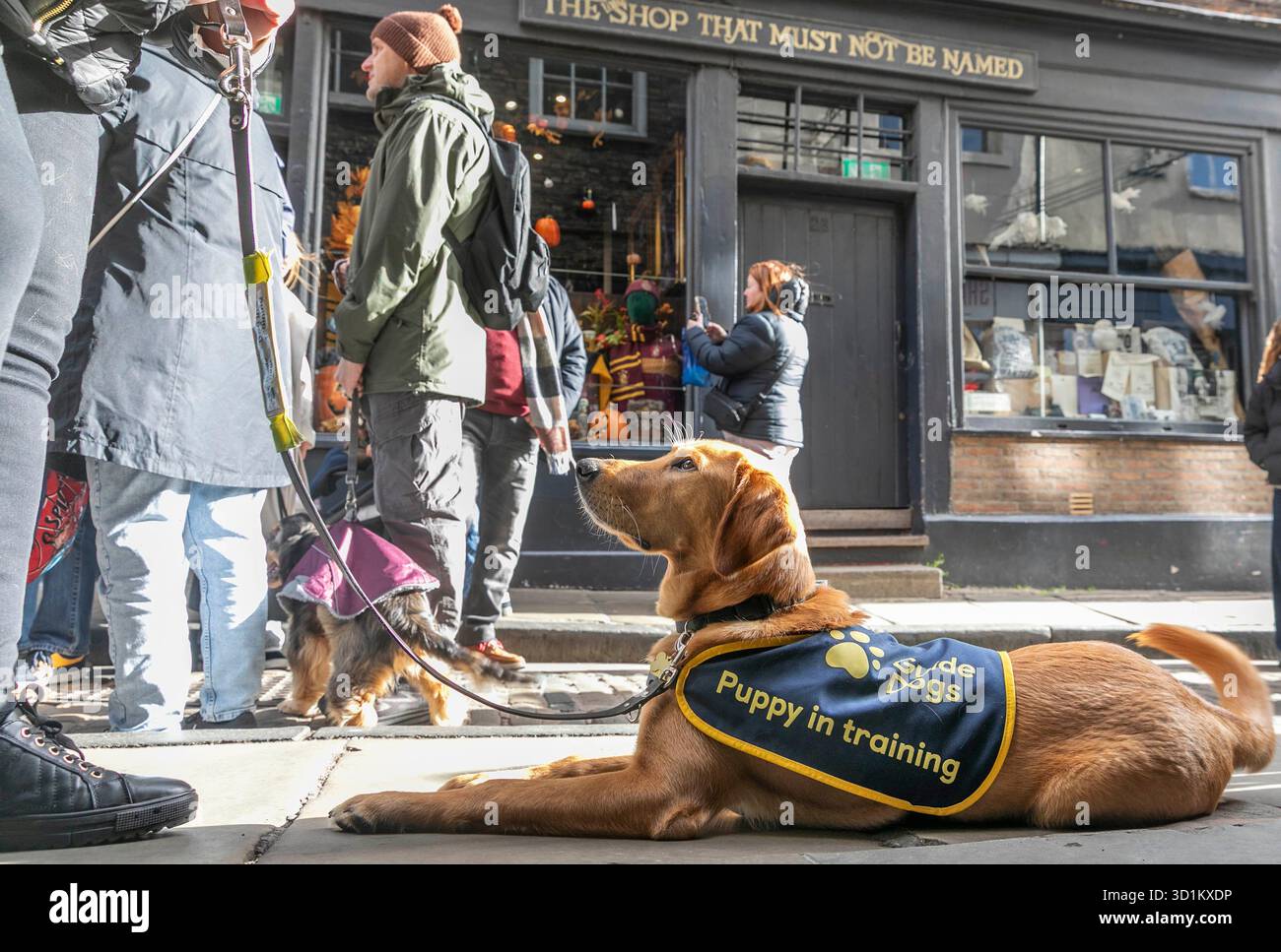 EDITORIALE USE ONLY Magic, un cucciolo Golden Retriever di sette mesi che attraversa il Labrador, visita The Shambles a York come parte di una giornata di allenamento speciale con Guide Dogs per costruire fiducia nelle strade trafficate, nei costumi e nelle decorazioni durante Halloween. Data di pubblicazione: Mercoledì 29 ottobre 2025. Foto Stock