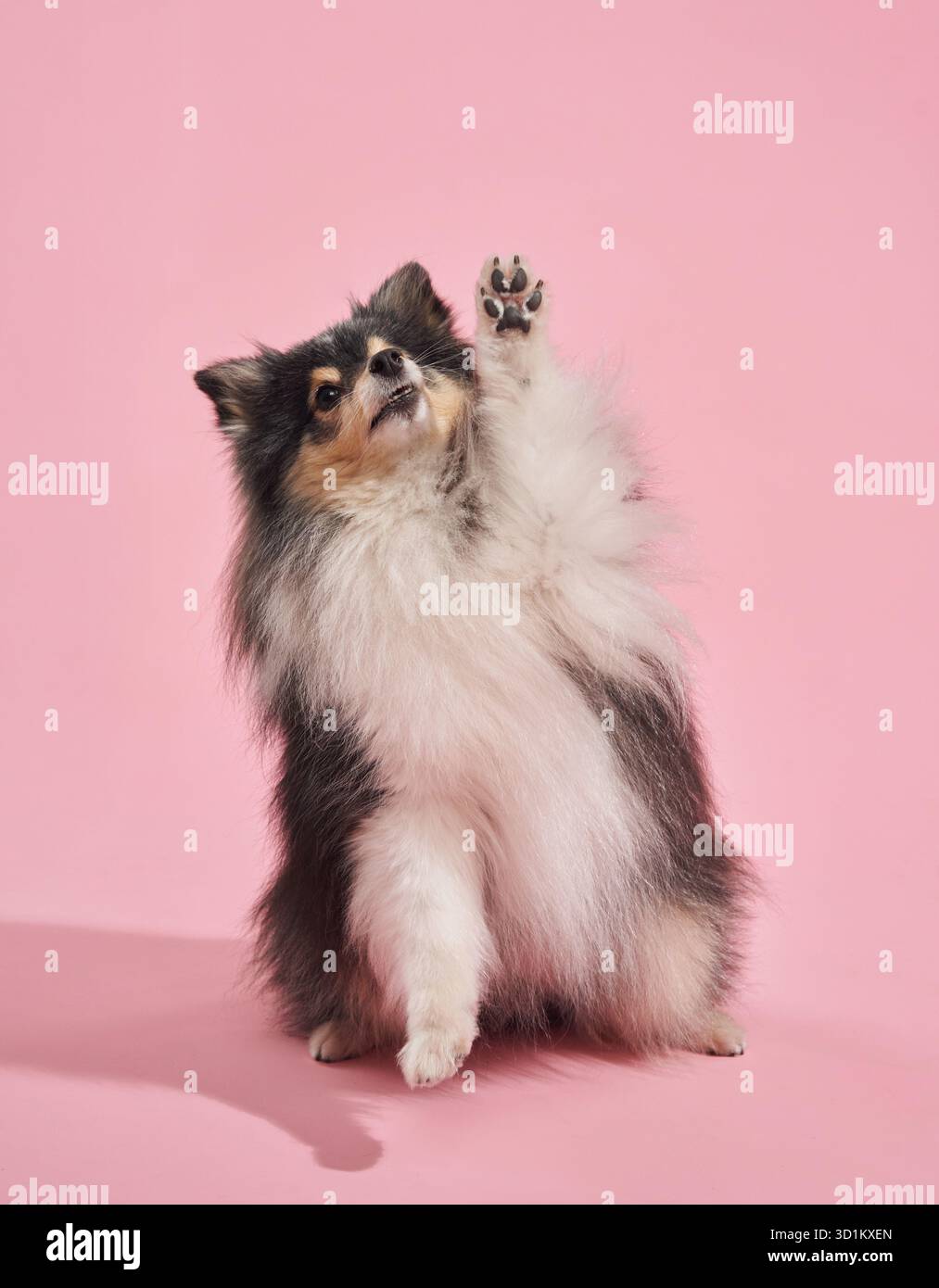 Un piccolo e soffice cane solleva le zampe frontali mentre è alto. La sua pelliccia è morbida e i colori si mescolano bianco e nero. Foto Stock