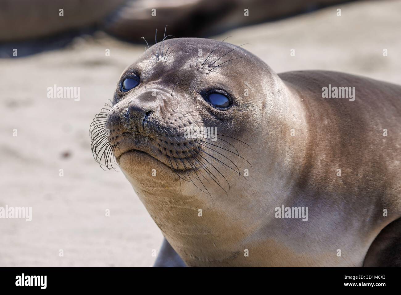 Un primo piano del volto di un giovane cucciolo svezzato di foca elefante del Nord, Mirounga angustirostris, trasportato ad Arroyo Laguna Beach e Oak Knoll Creek, Foto Stock