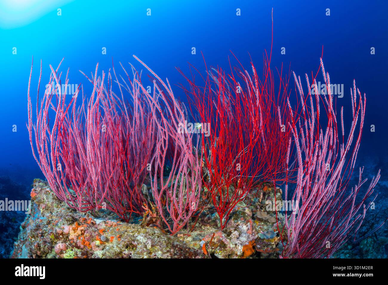 Questa fotografia subacquea cattura diverse colonie di corallo a frusta rosso, Ellisella ceratophyta, che prosperano su una barriera corallina tropicale nelle Fiji. La vibra del corallo Foto Stock