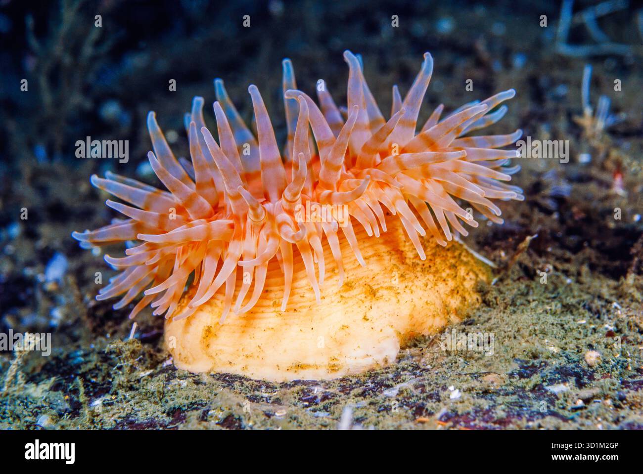 Questa immagine subacquea presenta l'anemone nuotatore, Stomphia Didemon, un cnidario subtidale non comune che si trova nelle fredde acque della Columbia Britannica, CA Foto Stock