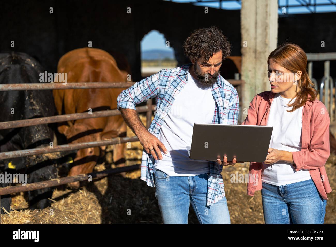 Due agricoltori discutono della gestione del bestiame mentre utilizzano un computer portatile di fronte alle mucche Angus Aberdeen in penna Foto Stock