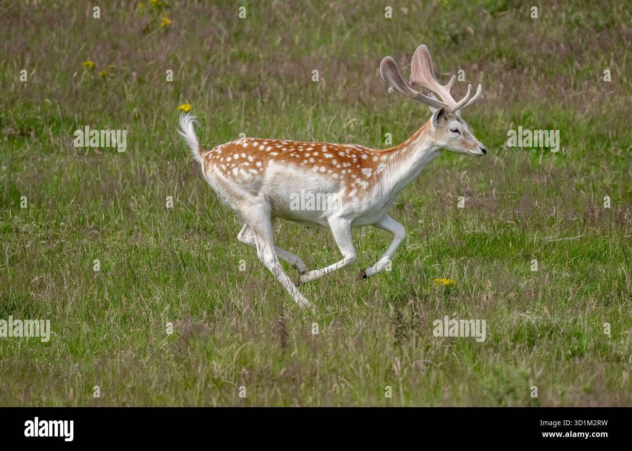 Cervi a riposo che corrono nella brughiera scozzese Foto Stock
