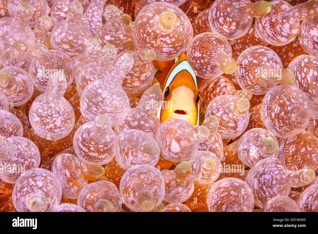 Questo anemonefish dalle pinne arancioni, Amphiprion chrysopterus, è raffigurato nascosto in un anemone malu, Heteractis malu, Filippine. Foto Stock