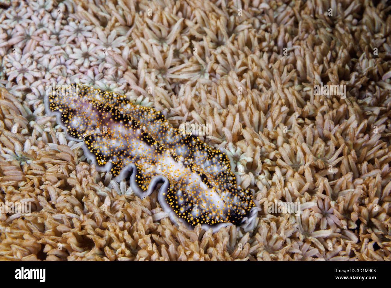 Anche se la vite spangled flatworm, Acanthozoon sp. ha un nome comune, non ha ancora ricevuto una designazione formale di specie. Appartiene alla famiglia PSE Foto Stock