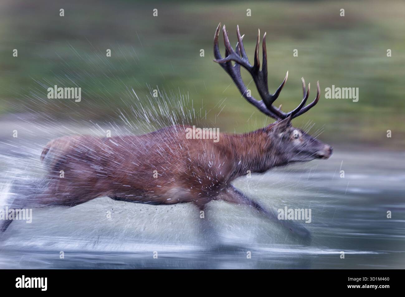Cervo rosso cervo (cervus elaphus) che scorre in acque poco profonde e spruzza gocce, il movimento ha catturato la fauna selvatica nell'habitat naturale Foto Stock