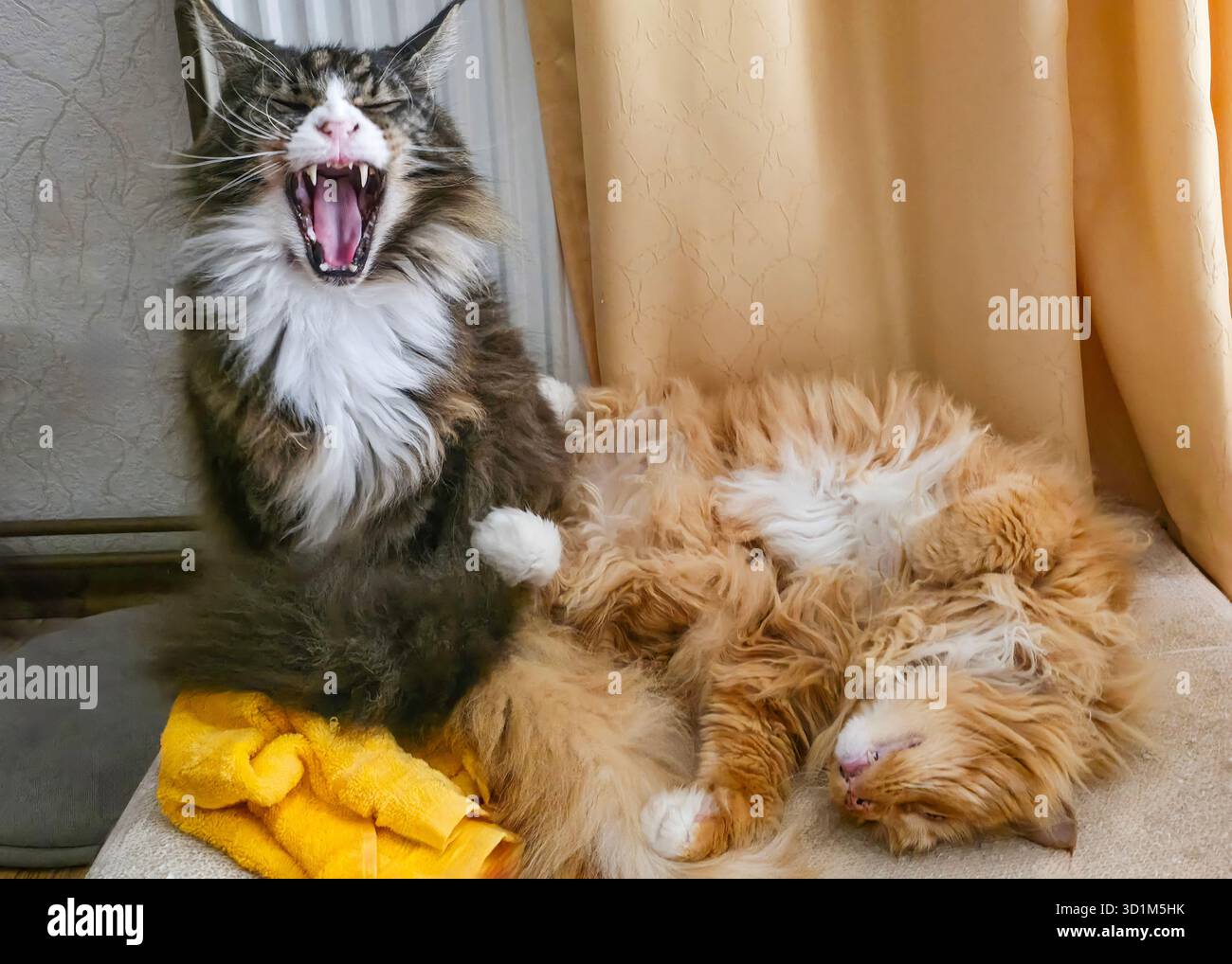 Due gatti si stanno rilassando insieme, uno sbadigliando mentre l'altro dorme tranquillamente, mostrando un'atmosfera intima e giocosa. Foto Stock