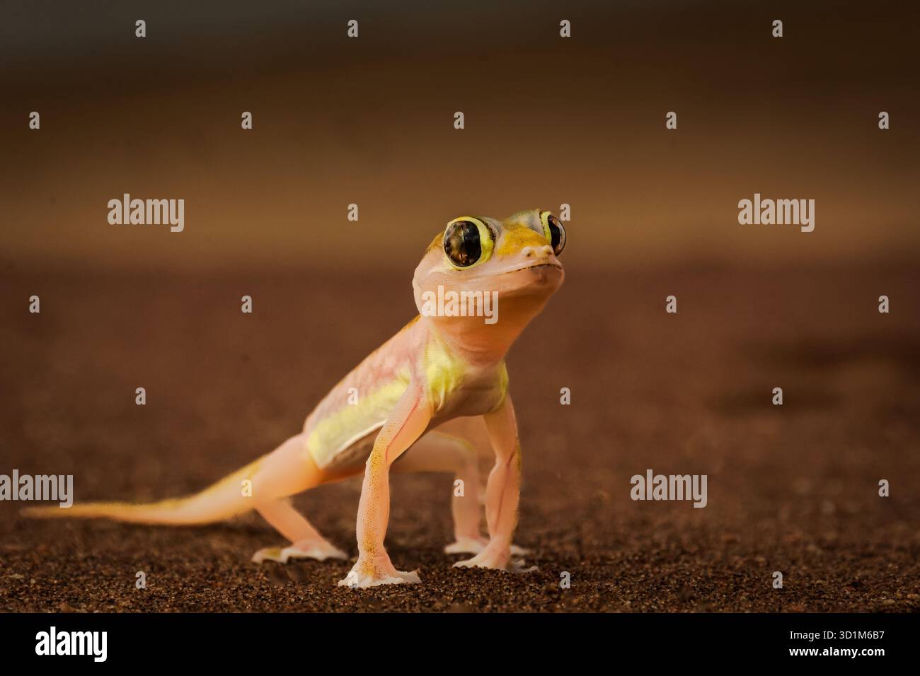 Questo geco di sabbia sta posando nel deserto del Namib per avvisare ogni pericolo. Sono sdraiato sulla sabbia per ottenere una proiezione bassa. Foto Stock