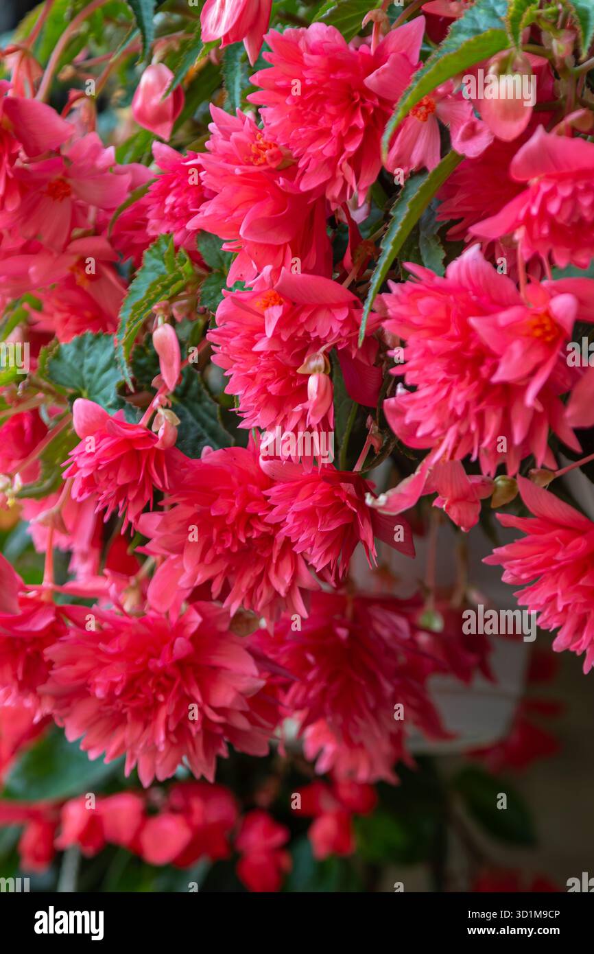 I fiori rosa brillante di Begonia Tuberhybrida riempiono il giardino di colori che prosperano nella calda luce del sole primaverile. Le foglie completano la lussureggiante esposizione floreale Foto Stock