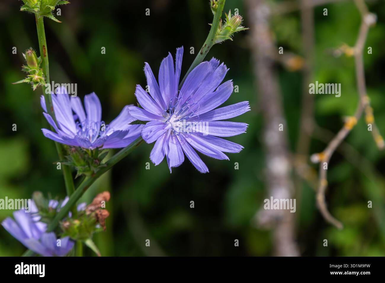 I fiori di cicoria mostrano splendidi petali di lavanda in mezzo a una vegetazione lussureggiante che prospera nel loro ambiente naturale sotto la luce del giorno all'inizio dell'estate. Foto Stock