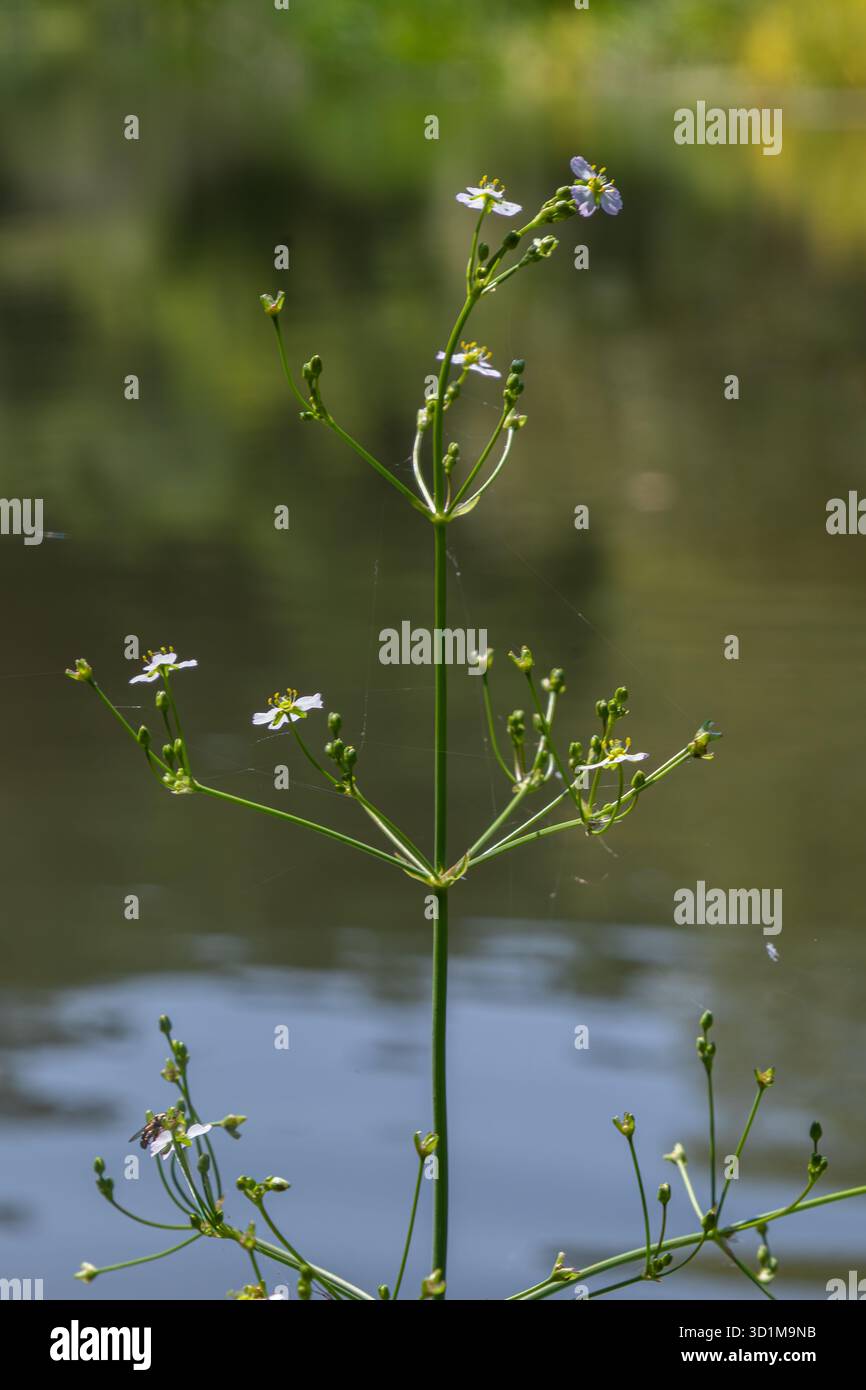 Common Water Plantain prospera un laghetto calmo con steli verdi slanciati e ammassi di piccoli fiori bianchi sotto la luce solare estiva naturale Foto Stock