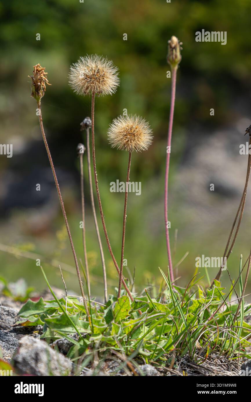 I luminosi fiori di falco dalle orecchie topoline mostrano dettagli raffinati su uno sfondo robusto che mette in risalto la bellezza della natura in un ambiente sereno in tarda primavera. Foto Stock