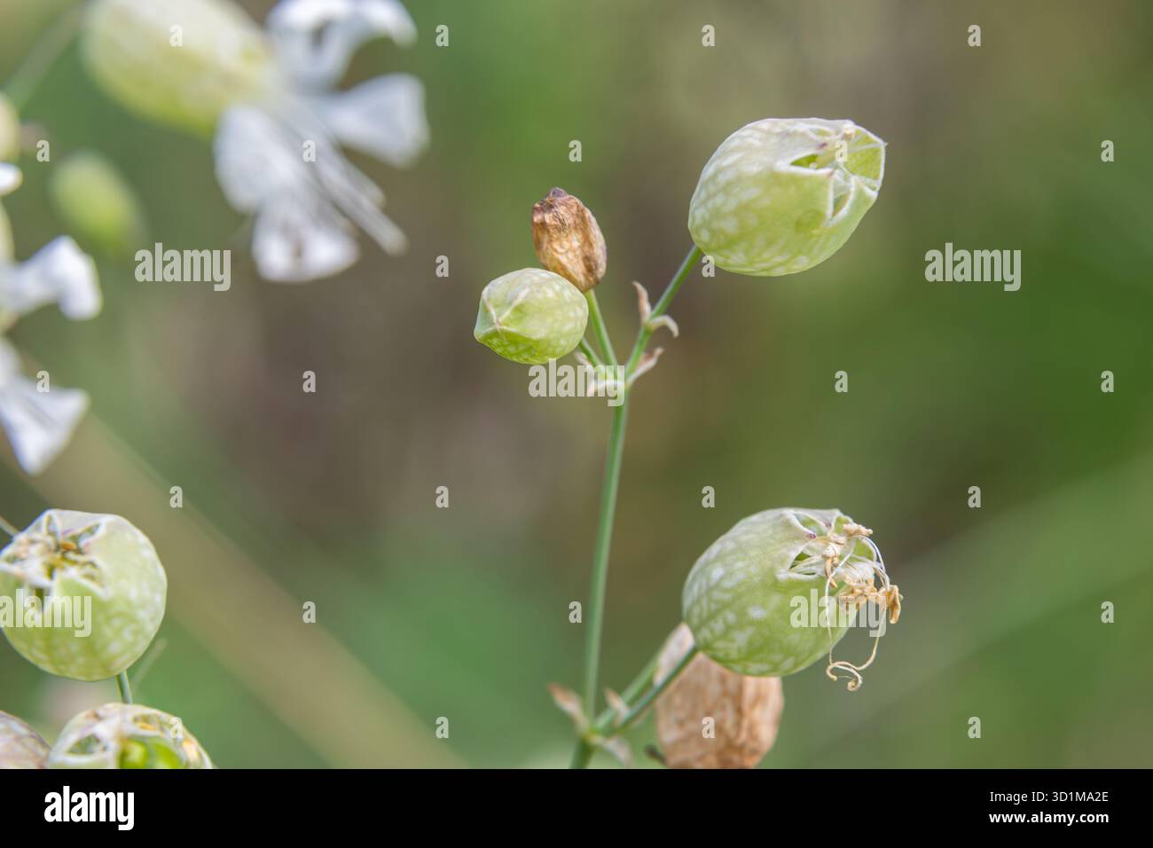 Ilene vulgaris, conosciuta come Bladder Campion, mostra le sue uniche capsule di semi verdi e i fiori pallidi in un ambiente naturale sotto la luce soffusa del giorno. Foto Stock