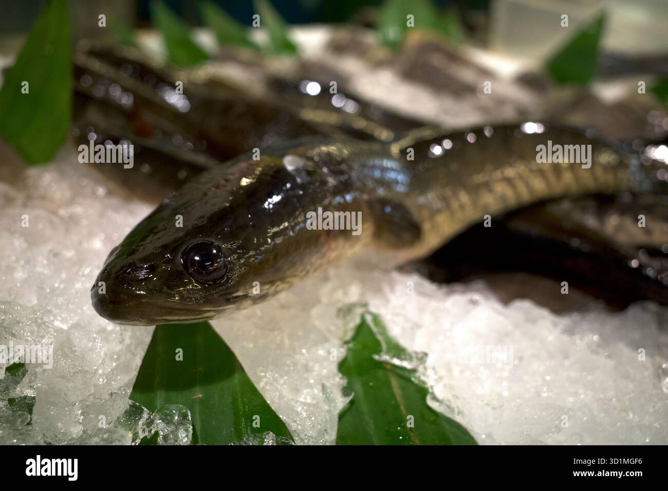 Primo piano della testa di serpente a strisce, dei pesci di serpente o della Channa striata, sul ghiaccio nel supermercato di Yogyakarta, Indonesia. Foto Stock