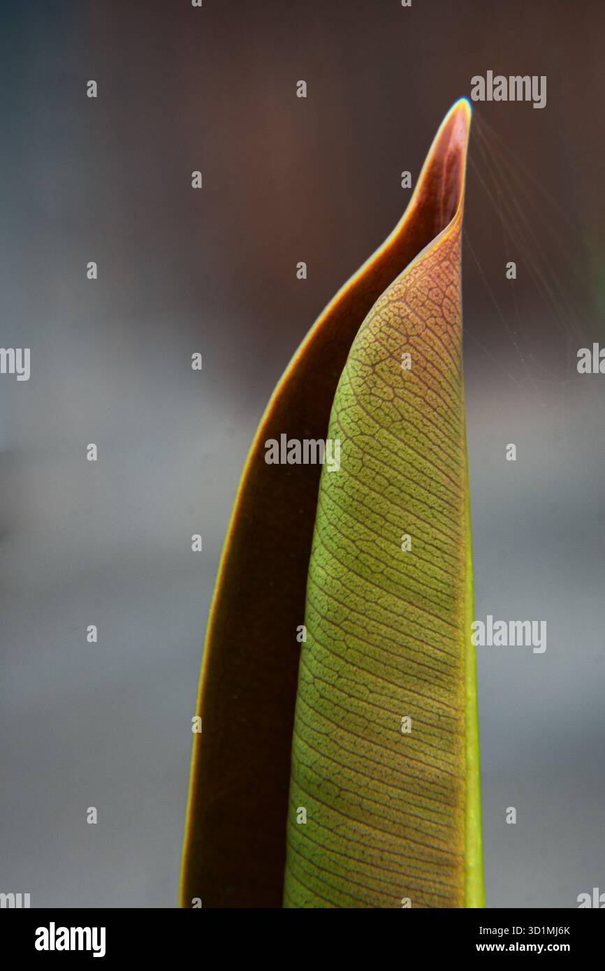 Foto macro dettagliata di una punta di una giovane foglia verde di gomma che mostra una trama venosa fine e un bordo esterno marrone Foto Stock