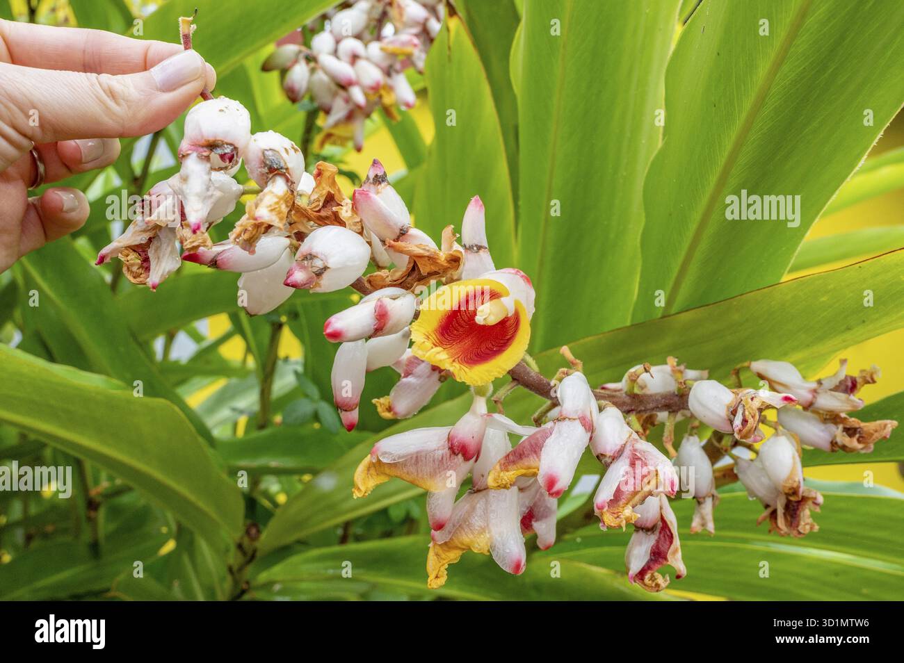 Primo piano di infiorescenze di zenzero rosso (Alpinia purpurpurata) con vistosi bratti bianco-rosa e labbro giallo-rosso tenuto da una mano su uno sfondo di grandi dimensioni Foto Stock