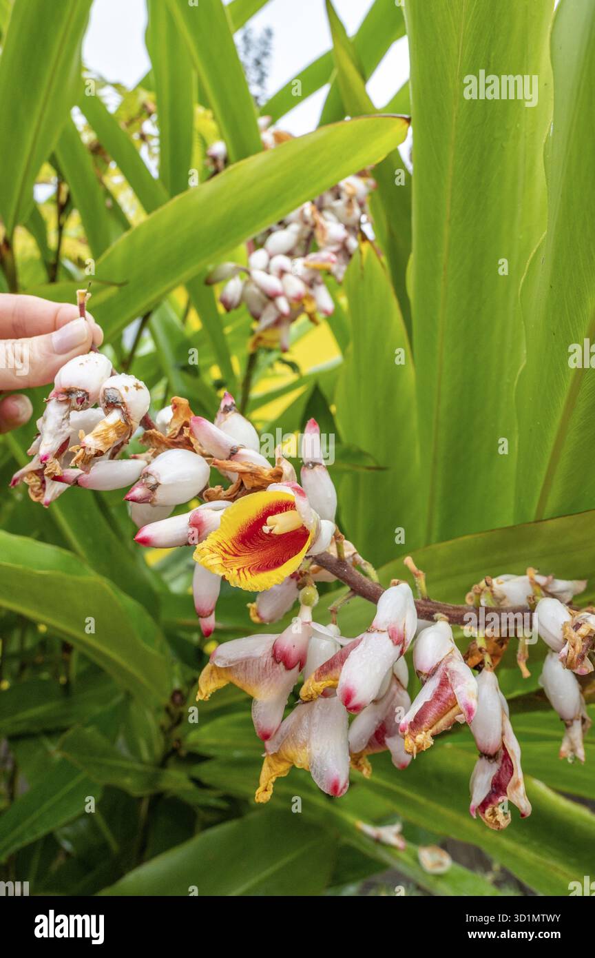 Primo piano di infiorescenze di zenzero rosso (Alpinia purpurpurata) con vistosi bratti bianco-rosa e labbro giallo-rosso tenuto da una mano su uno sfondo di grandi dimensioni Foto Stock