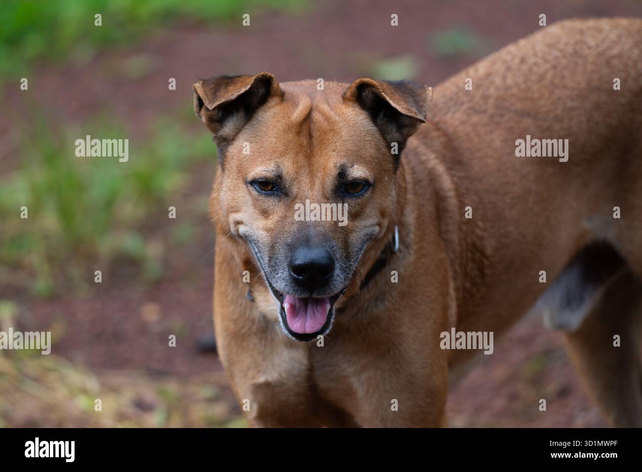 Primo piano di un cane con pelliccia marrone e un bel viso che fissa la fotocamera mentre posa all'aperto per terra. Foto Stock