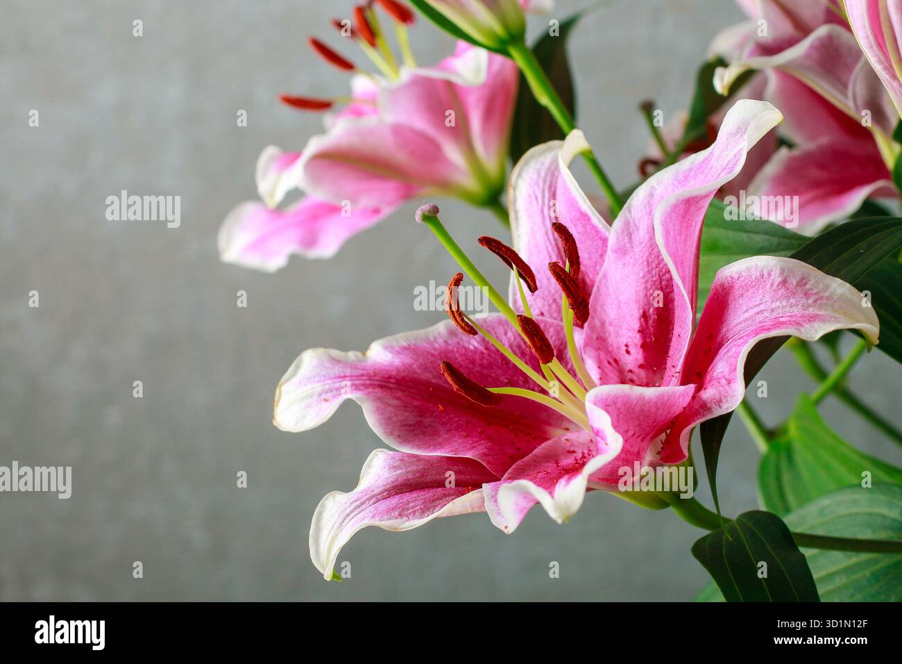 Fiori di giglio rosa e rosso, copia spazio Foto Stock