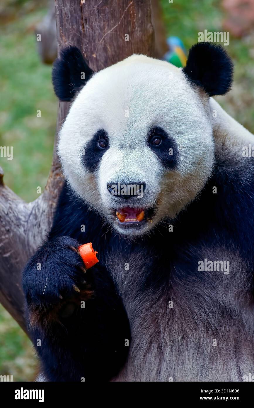 Panda giganti che mangiano il loro cibo Foto Stock
