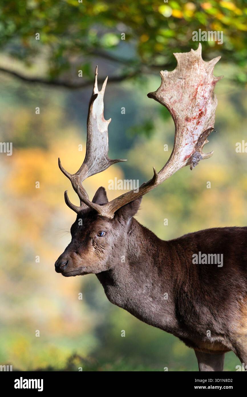 Fallow Deer (Dama dama) Stag in Autunno, Inghilterra, Regno Unito Foto Stock