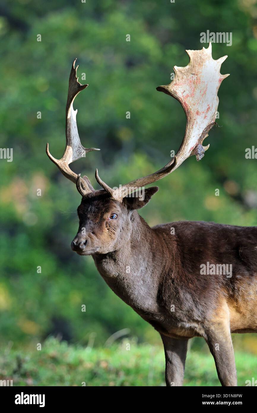 Fallow Deer (Dama dama) Stag in Autunno, Inghilterra, Regno Unito Foto Stock