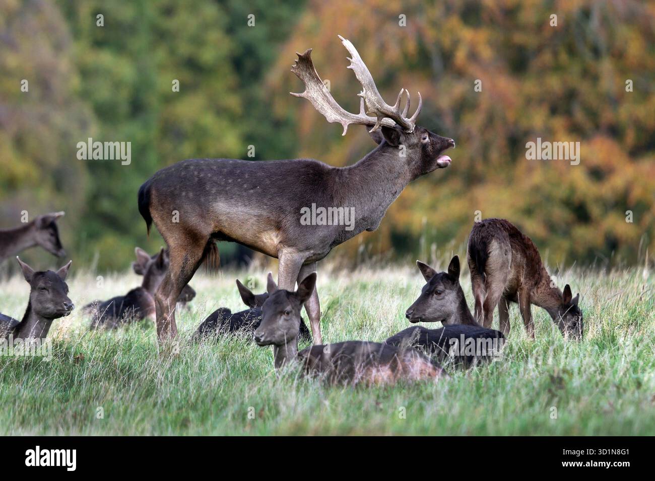 Fallow Deer (Dama dama) Stag Roaring e circondato da femmine durante l'Autumn Rut, Inghilterra, Regno Unito Foto Stock
