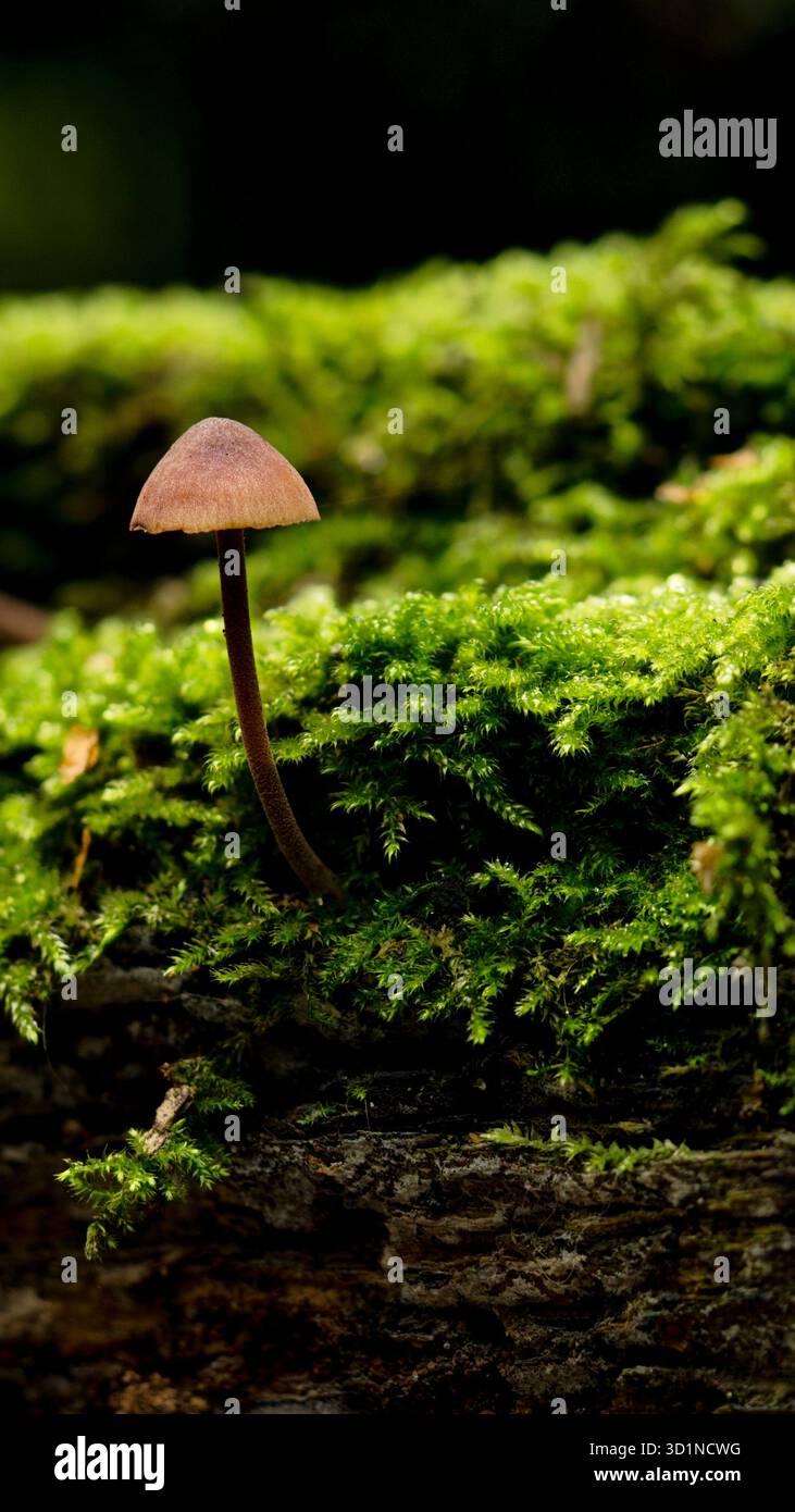 Immagine di un singolo fungo in mezzo a un pavimento boschivo coperto di muschio Foto Stock