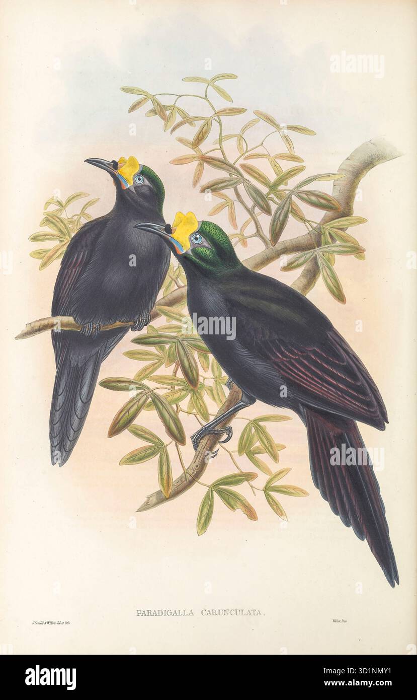 Il paradigalla dalla coda lunga (Paradigalla carunculata) qui come uccello d'acqua del Paradiso è un grande uccello nero del paradiso lungo circa 37 cm con coda lunga e appuntita. Uno dei membri più semplici della famiglia Paradisaeidae, il suo unico ornamento sono i colorati wattles facciali di giallo, rosso e blu cielo vicino alla base del becco. Entrambi i sessi sono simili nell'aspetto, tuttavia la femmina è leggermente più spessa e più piccola. Illustrazione degli uccelli della nuova Guinea e delle vicine isole Papuane : incluse molte nuove specie scoperte recentemente in Australia da Gould, John, 1804-1881; Sharpe, Rich Foto Stock