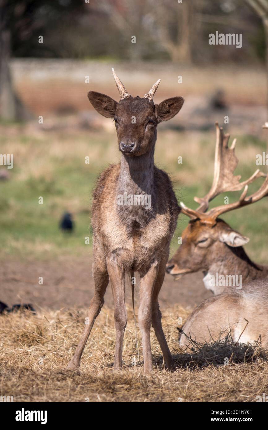 Giovane cervo maschio a bassa quota a Bushy Park, Londra, Regno Unito. Foto Stock