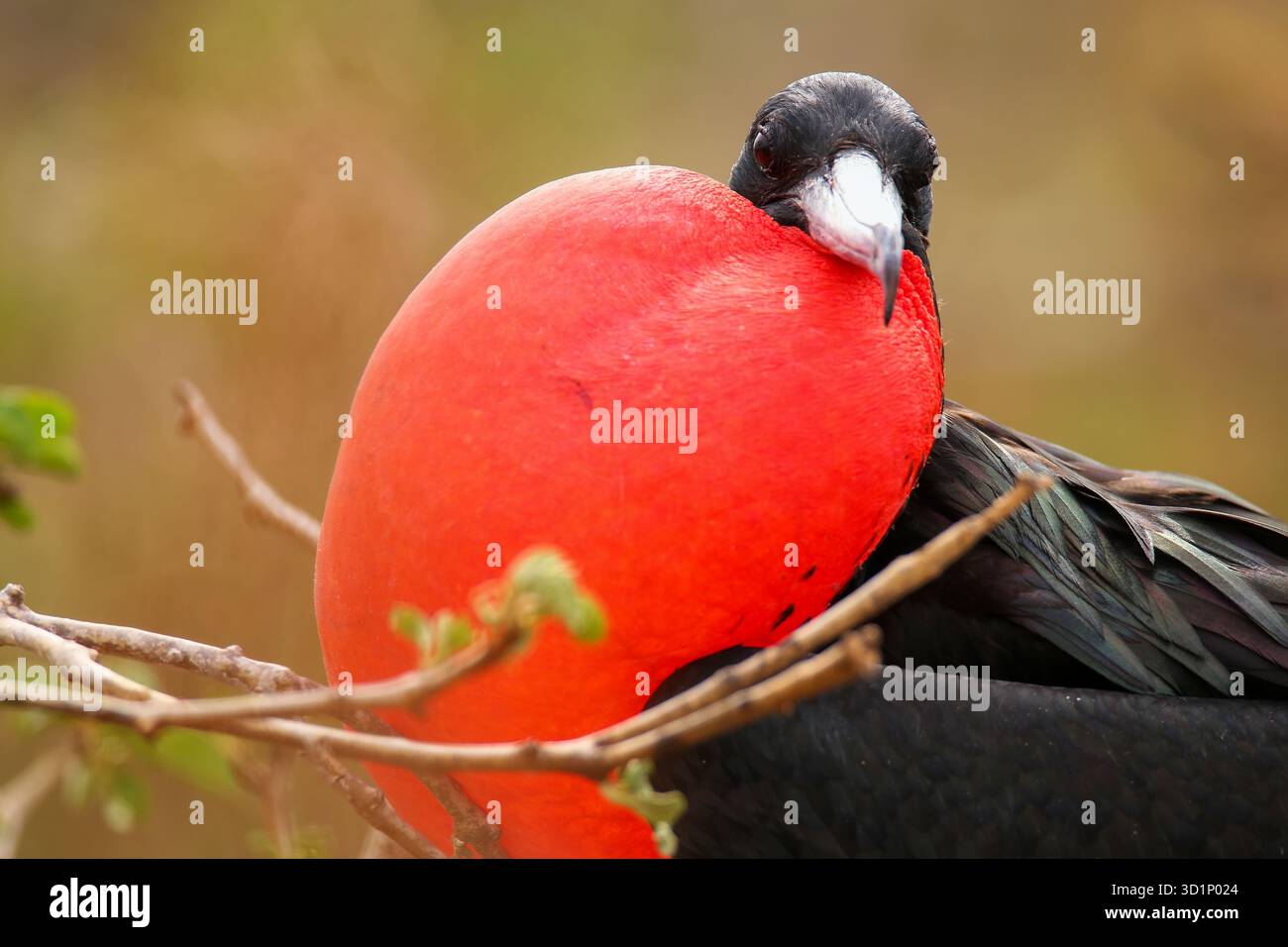 Magnifico uccello Frigate maschile con sacco gulare gonfiato sull'isola di North Seymour, Galapagos National Park Foto Stock