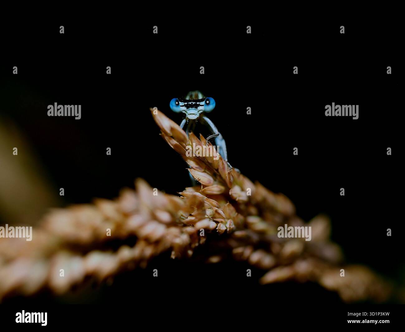 La damigella blu comune guarda la fotocamera con sfondo scuro. Foto Stock