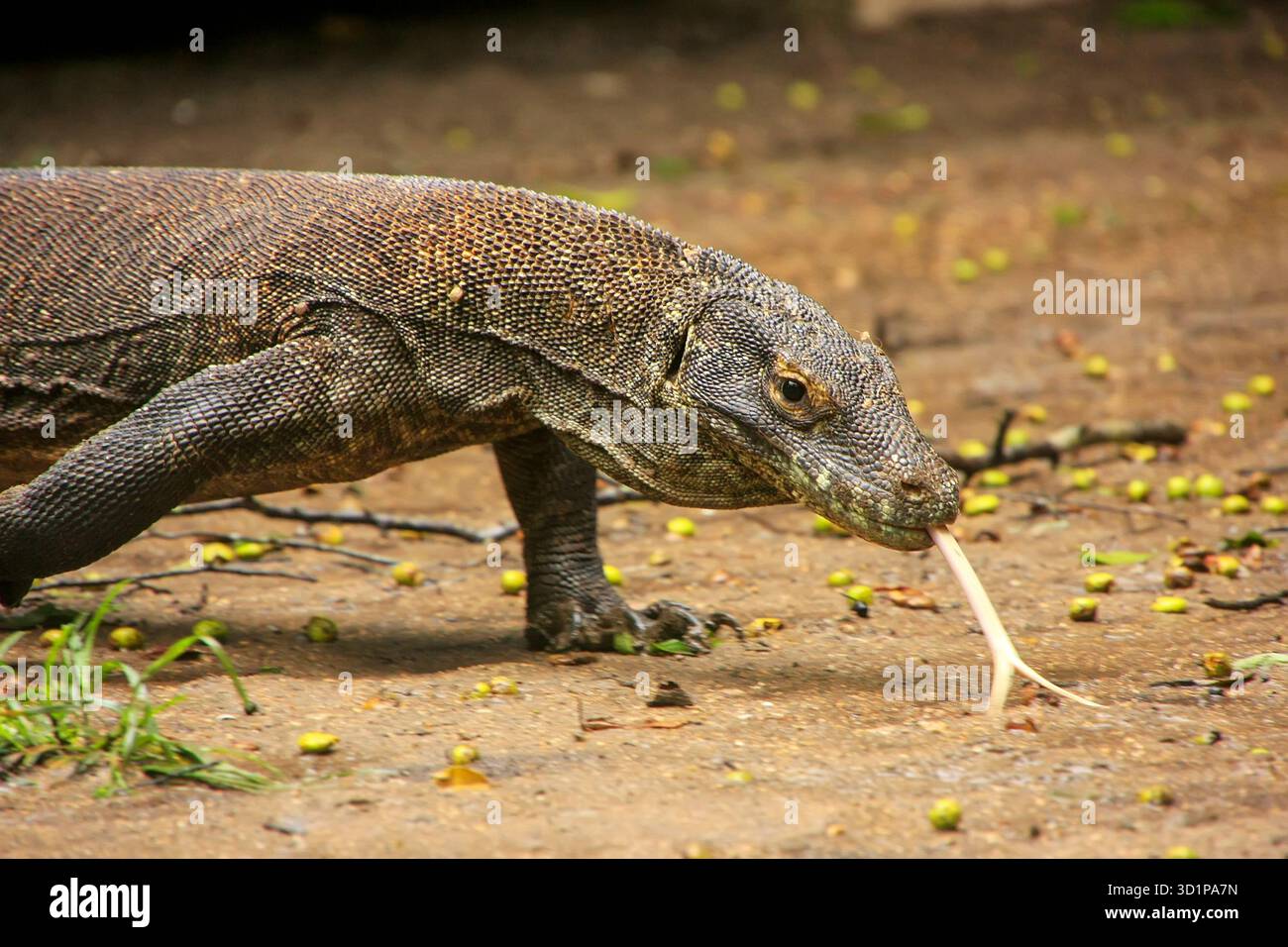 Drago di Komodo che cammina sull'isola di Rinca nel Parco Nazionale di Komodo, Nusa Tenggara, Indonesia Foto Stock