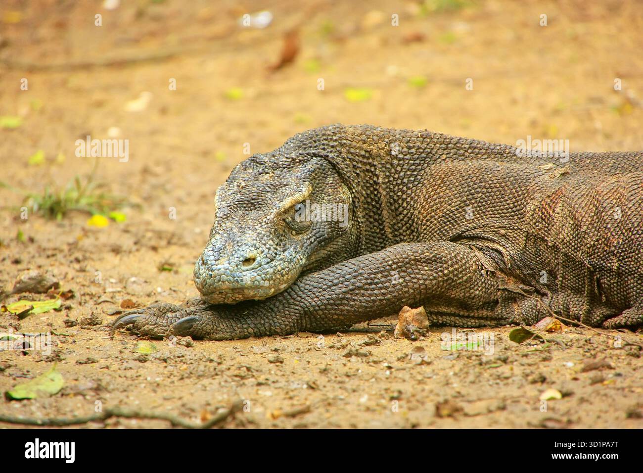 Ritratto del drago di Komodo che riposa sull'isola di Rinca nel Parco Nazionale di Komodo, Nusa Tenggara, Indonesia Foto Stock