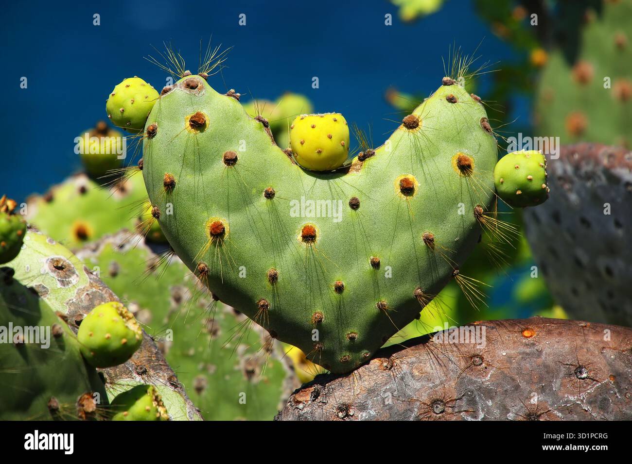 Fico d'India delle Galapagos a forma di cuore sull'isola di Rabida, Parco Nazionale delle Galapagos, Ecuador Foto Stock