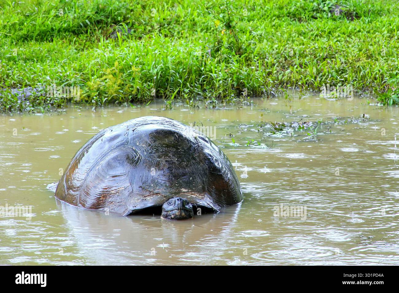 Tartaruga gigante delle Galapagos in uno stagno sull'isola di Santa Cruz nel Parco Nazionale delle Galapagos, Ecuador. Foto Stock